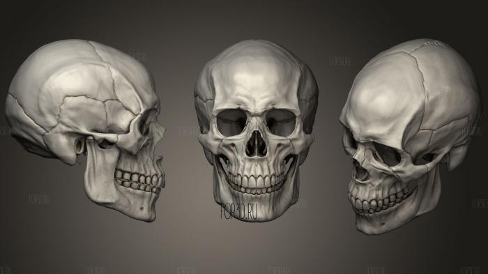 Human Male Skull7 3d stl модель для ЧПУ